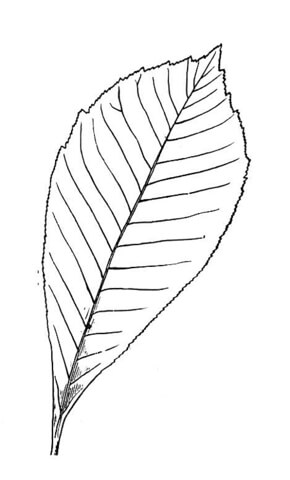 Chestnut Tree  Coloring Page